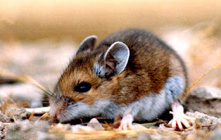 New Mexico reports fourth Hantavirus death,Hunta viruses , death, New Mexico, Hantavirus ,koat news