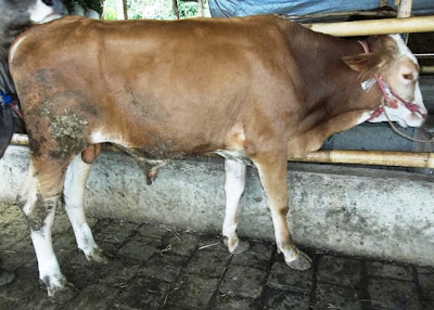 harga sapi qurban kambing kurban  2013 17