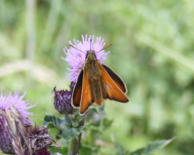 Small Skipper, the commonest butterfly today