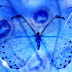 Blue butterfly 3d free desktop wallpapers