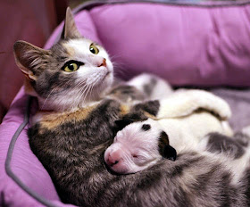 Foto seekor kucing menyusui anak anjing pit bull