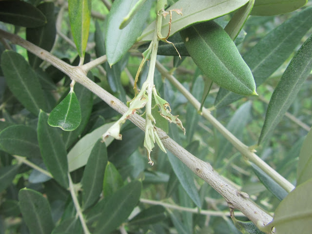 Tignola Verde dell'Olivo