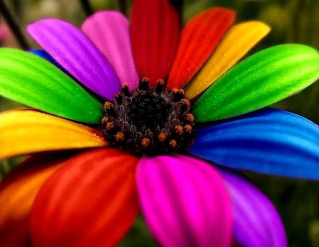 Best Rainbow Flower HD Wallpaper Free