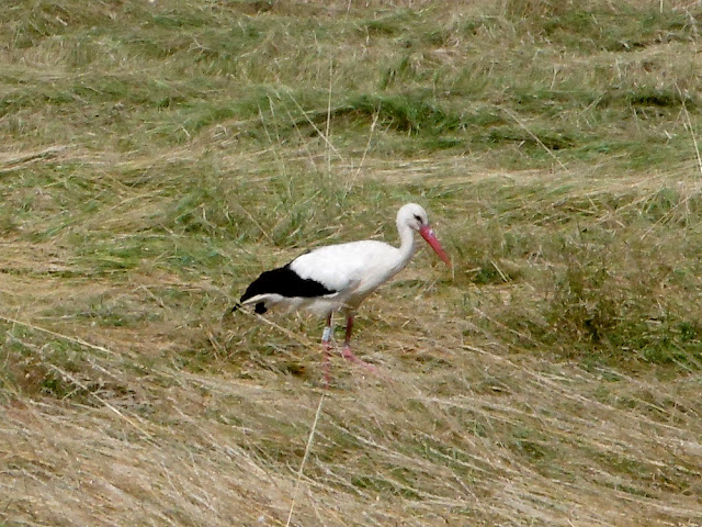 White Stork Ciconia ciconia, Brouage marshes, Charente-Maritime. France. Photo by Loire Valley Time Travel.