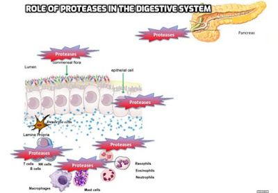 Understanding the role of role of proteases in the digestive system, where they are responsible for proper digestion of proteins. This is essential for providing the body with the necessary building blocks for growth, repair, and overall health.