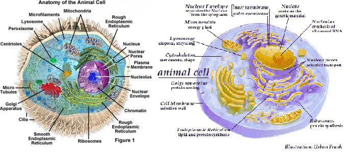  Struktur  Sel Hewan  Organel Sel Hewan  dan Fungsinya 