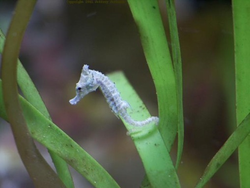 List-smallest-animals-in-the-World_www.wonders-world.com_1m