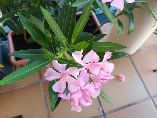 Adelfa (Nerium oleander L.).