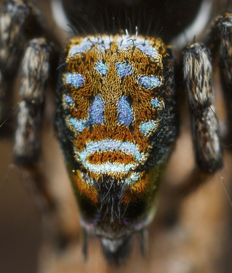 peacock-spider-2 peacock-spider-2
