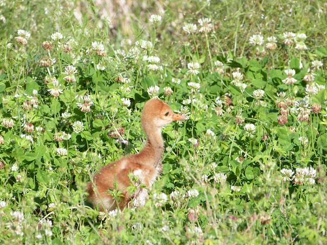 Crane wallpaper,crane images,crane photo,cute crane,beautiful crane,cranes,the crane,the cranes,crane birds,crane,birds,birds picture,about birds,birds images birds photo,birds picture,flying crane,animation crane,crane stand green grass,