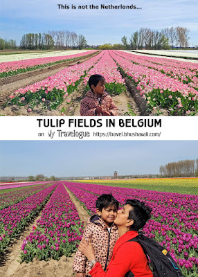 Tulip Fields in Belgium