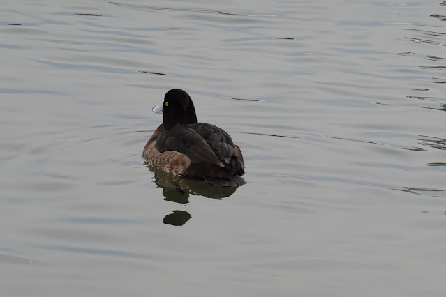 鳥取県米子市西町 湊山公園 池のキンクロハジロ