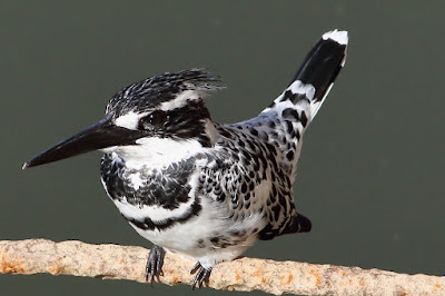 Pied Kingfisher