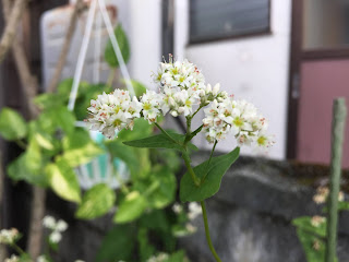 夏そばの花満開