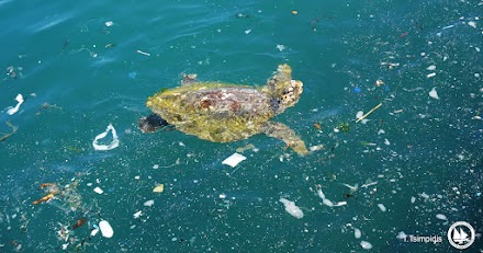 Μία θαλάσσια χελώνα ψάχνει χώρο να επιβιώσει ανάμεσα στα σκουπίδια