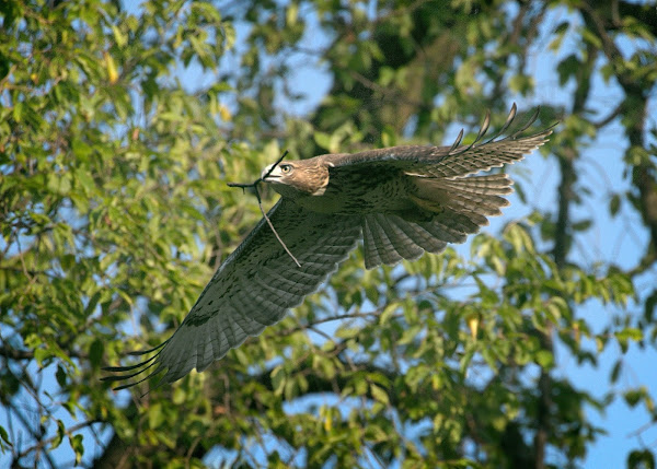 Fledgling carries a stick.