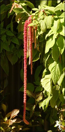 Love-Lies-Bleeding-1