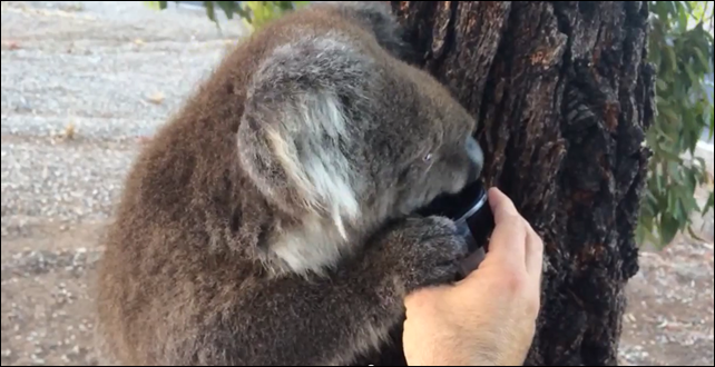 A desperate Koala in Adelaide Hills drinks water from a cup during Australia's drought, heat wave, and bushfires, 3 January 2015. Photo: abuckle / YouTube