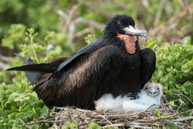 Great Frigatebird, Genovesa Island