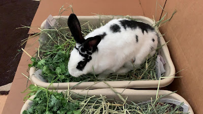 Oreo having a snack of kale and cilantro