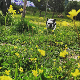 bulldog francés, corriendo, perro, campo