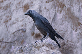 grajilla-occidental-corvus-monedula-posada-en-roca-