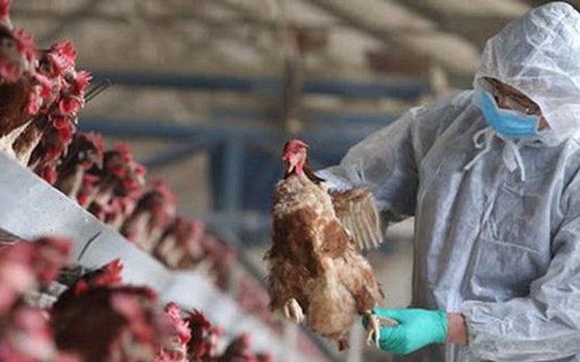 Phát hiện cúm A/H5N1 gây chết <a href=