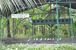 white american pigeon of Garin farm