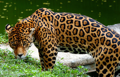 Chico Sanchez fotografía. El Jaguar y la extinción de las reservas naturales