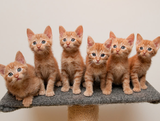10 Tips Merawat Kucing Untuk Pemula