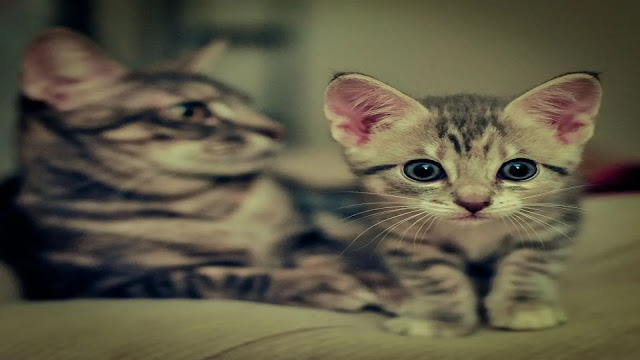 Cat and Kitten