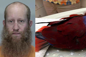 Florida man ‘Redbeard’ steals $1,800 parrot, abandons it, authorities say