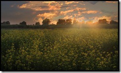 india upcountry (4)