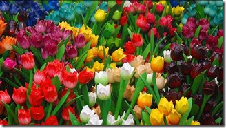 tulips2