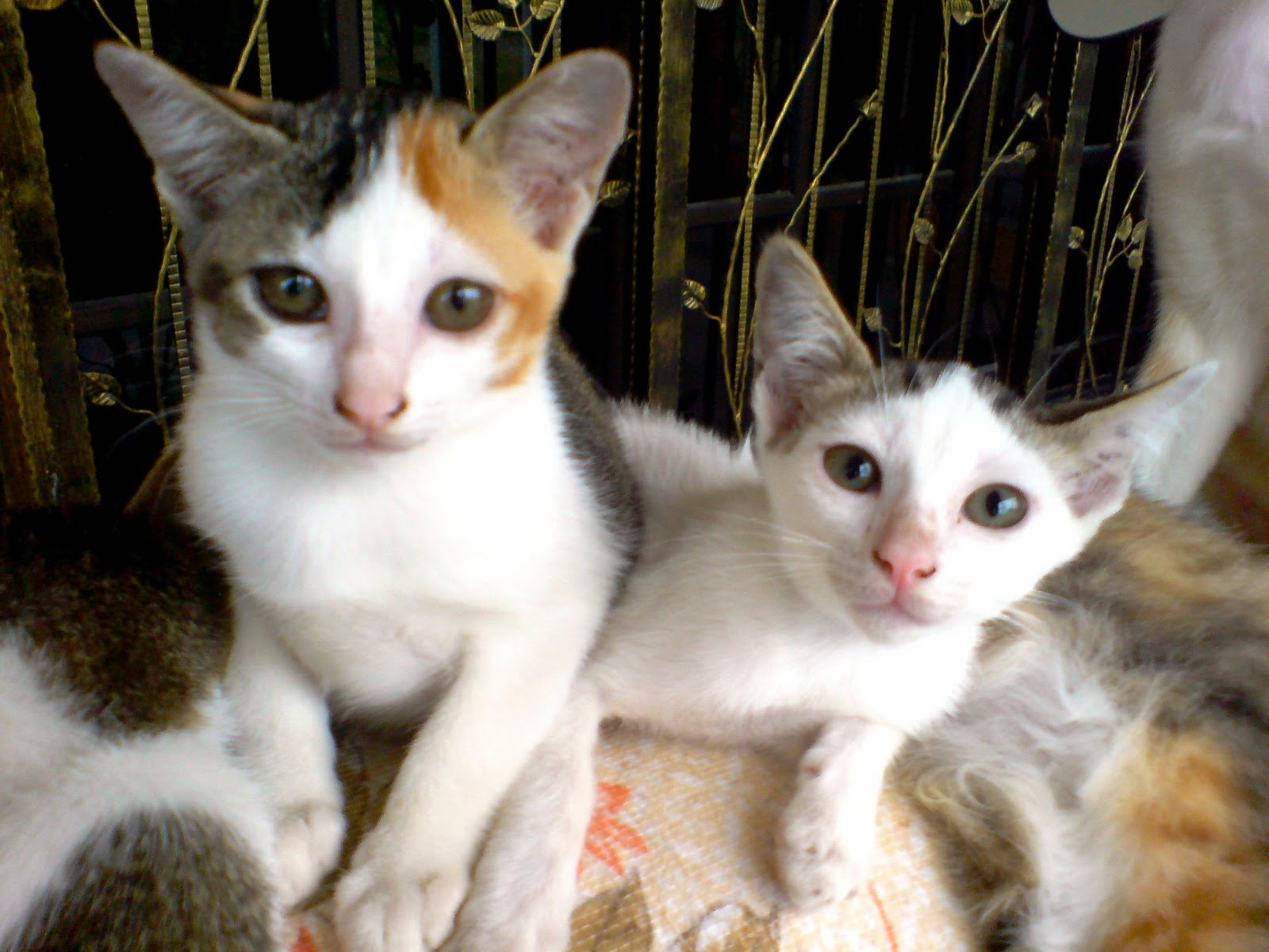 Contest Kucing  Paling Comel Siti Manis 