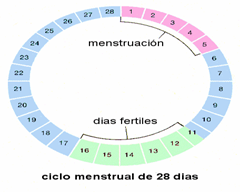 puede quedar embarazada durante menstruacion