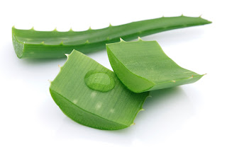 Aloe Vera May Be The Secret Of Your Skin Glowing