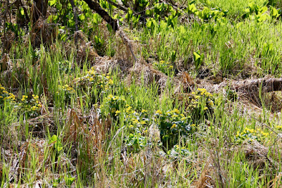 marsh marigold and skunk cabbage