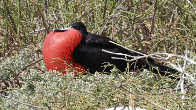 Fragata real macho en Isla Seymour norte (Galápagos)