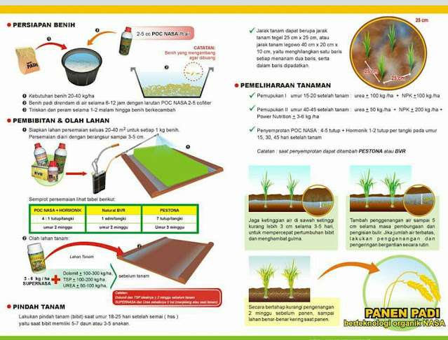 Syarat Syarat Budidaya Padi Agar Hasil Maksimal