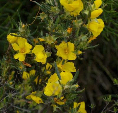 Hibbertia sp