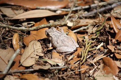 a brown frog perched on a bed of brown leaves surrounded by twigs