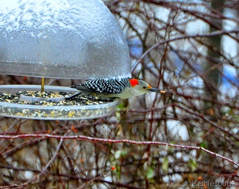 1. red-bellied woodpecker-kab