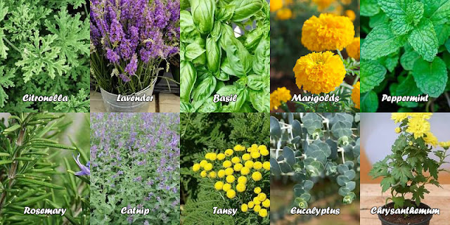 insect repellent plants, plants that keep insects away, citronella, lavender, basil, marigolds, peppermint, rosemary, catnip, tansy, eucalyptus, chrysanthemum