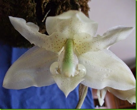 OR Stanhopea florida