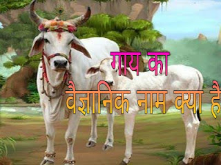 गाय का वैज्ञानिक नाम क्या है?/ What is the scientific name of cow.
