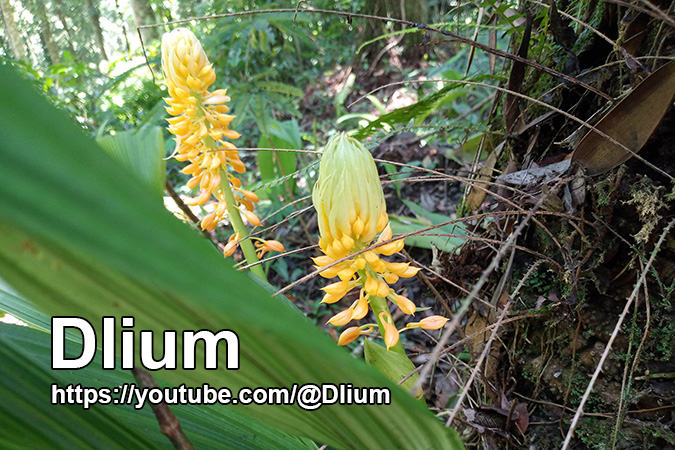 Dlium Magic orchid (Calanthe speciosa)