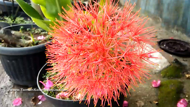 Blood Lily