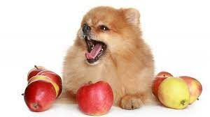 pueden comer manzana los perros