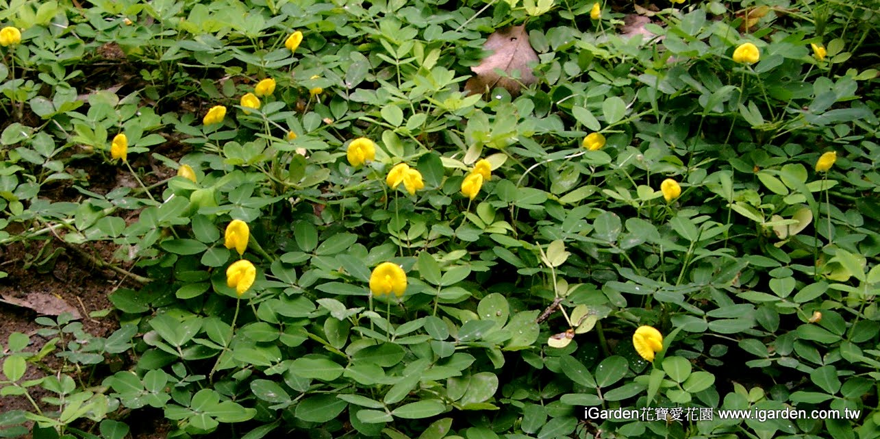 園藝達人栽培術 秀氣地被 蔓花生 園藝部落格 Igarden 花寶愛花園園藝文摘plus